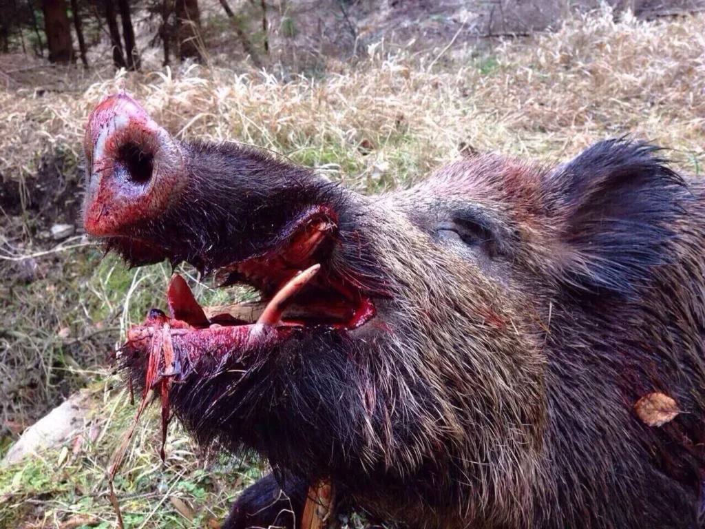 Big boar